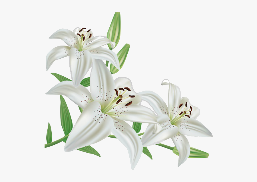 Madonna Lily Flower Lily "stargazer - White Lily Flower Clipart, Transparent Clipart
