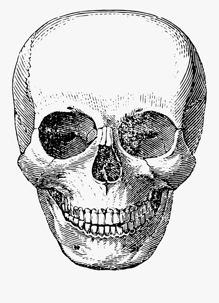 Skull Skeleton Vector Free Photo - Vintage Skull Transparent Png, Transparent Clipart