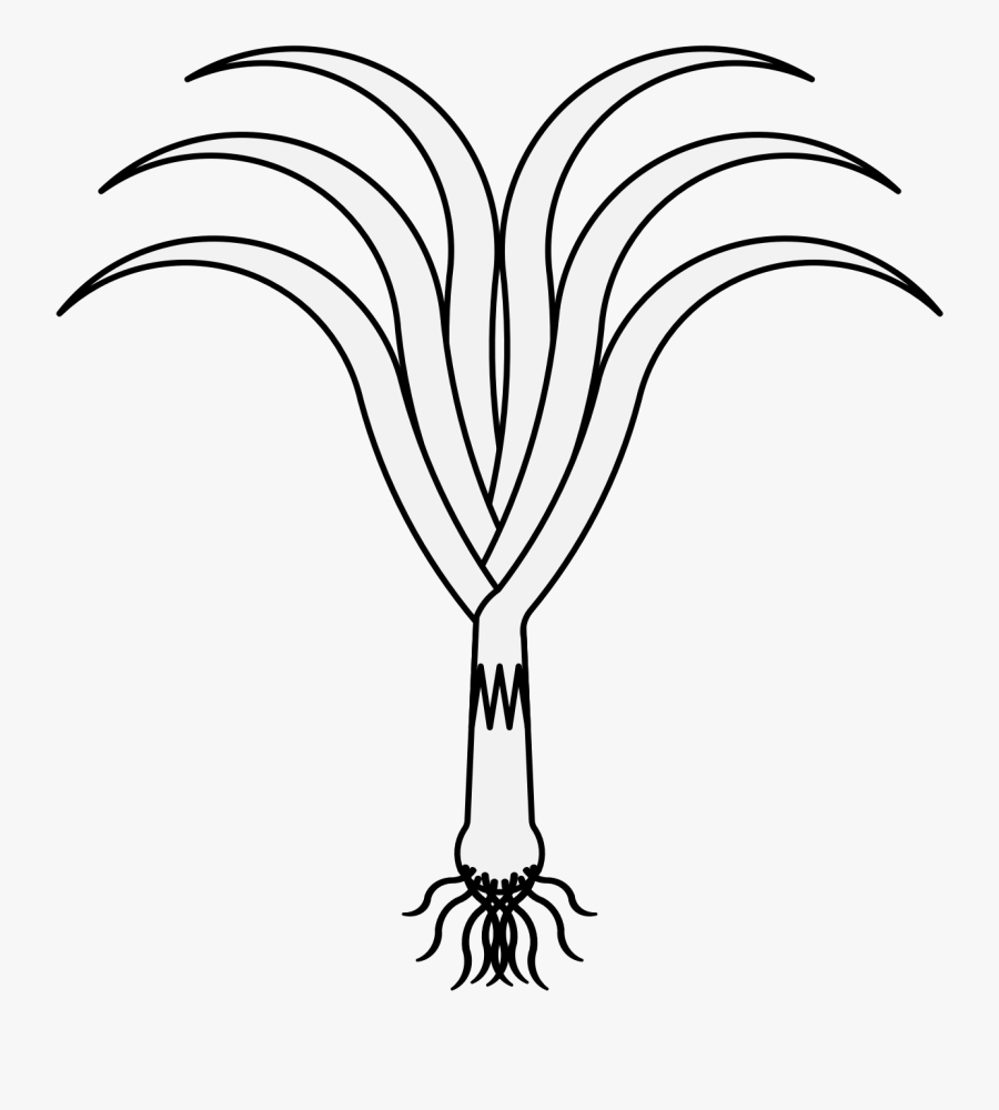Leeks Black And White, Transparent Clipart