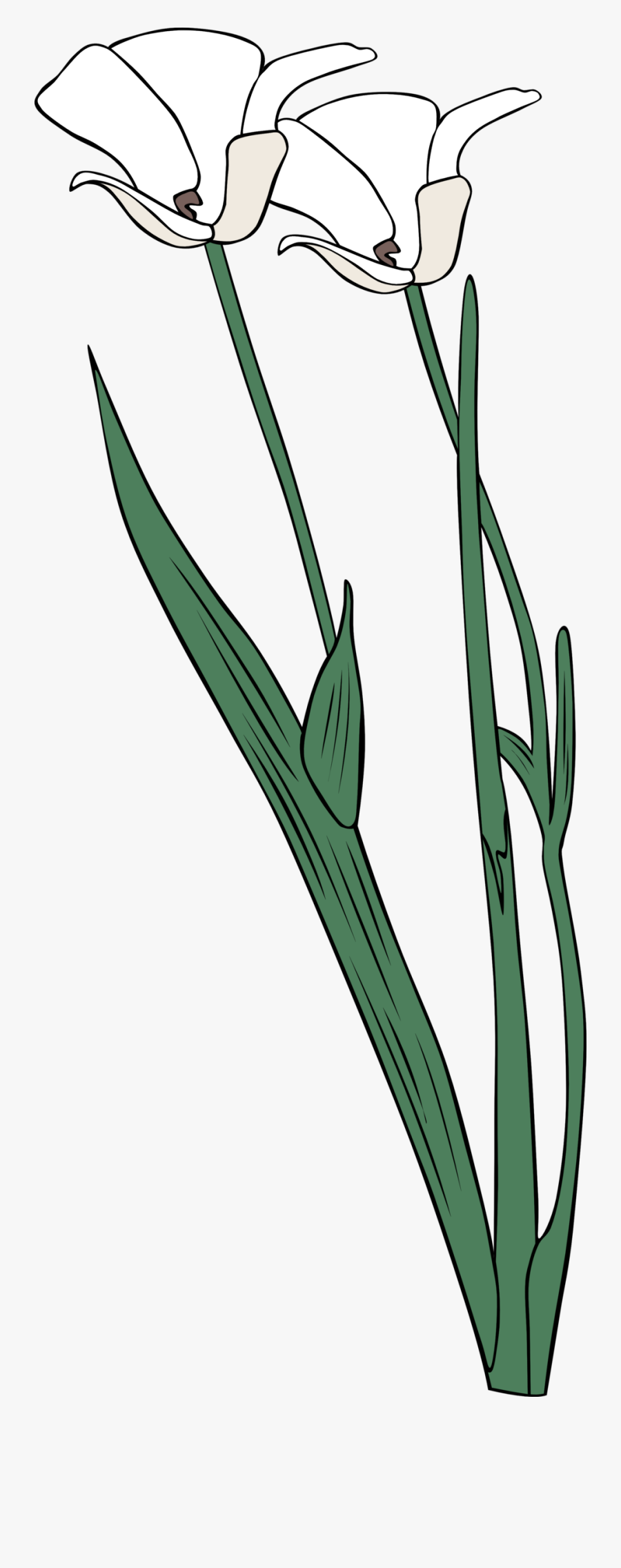 Lily, Transparent Clipart