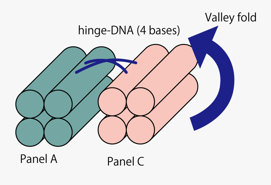 7 Hinge Dna Clipart , Png Download, Transparent Clipart