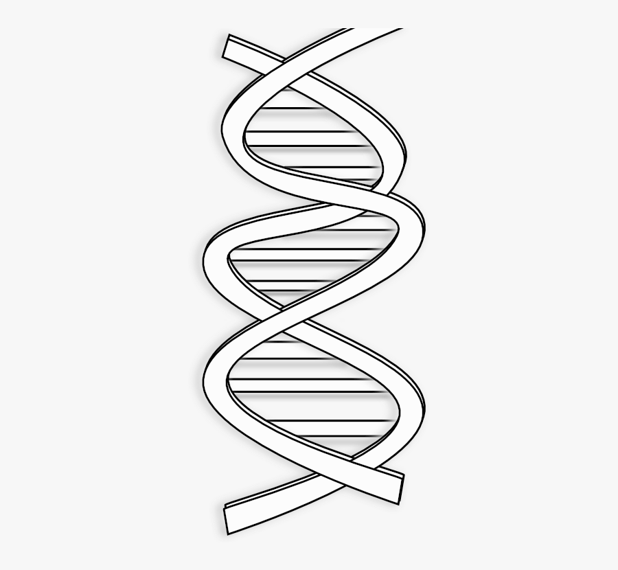 Netalloy Dna Black White Line Art Coloring Book Colouring - Transparent Dna Clip Art, Transparent Clipart