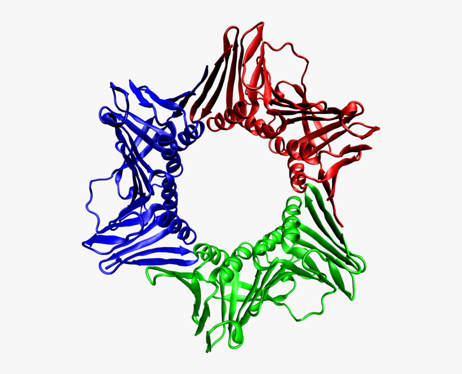 Білки Пнг, Transparent Clipart