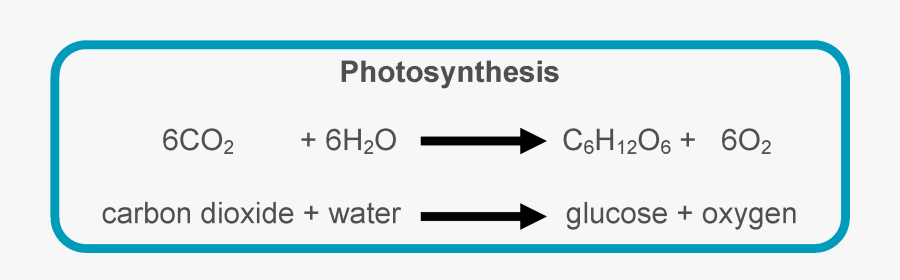 Picture - Photosynthesis Equation, Transparent Clipart