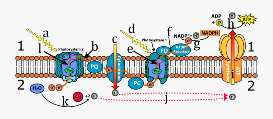 Photosystem 1 And 2, Transparent Clipart