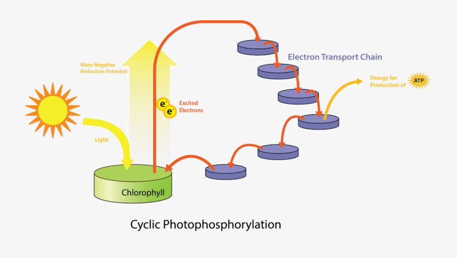Figure Depicting A General System Of Phototrophy Involving - Photoheterotroph Drawing, Transparent Clipart