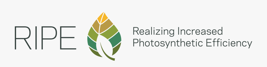 Realizing Increased Photosynthetic Efficiency, Transparent Clipart
