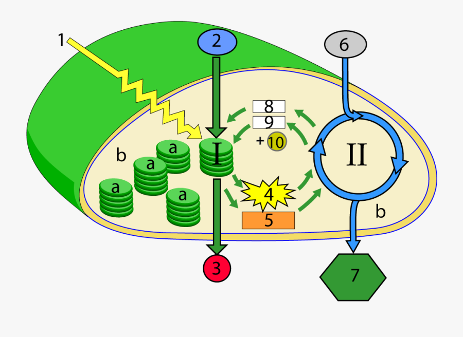 Photosynthesis Labeled, Transparent Clipart