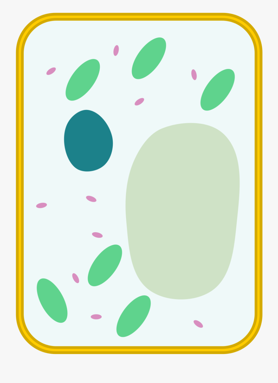 Simple Cell Diagram - Blank Simple Plant Cell Diagram , Free