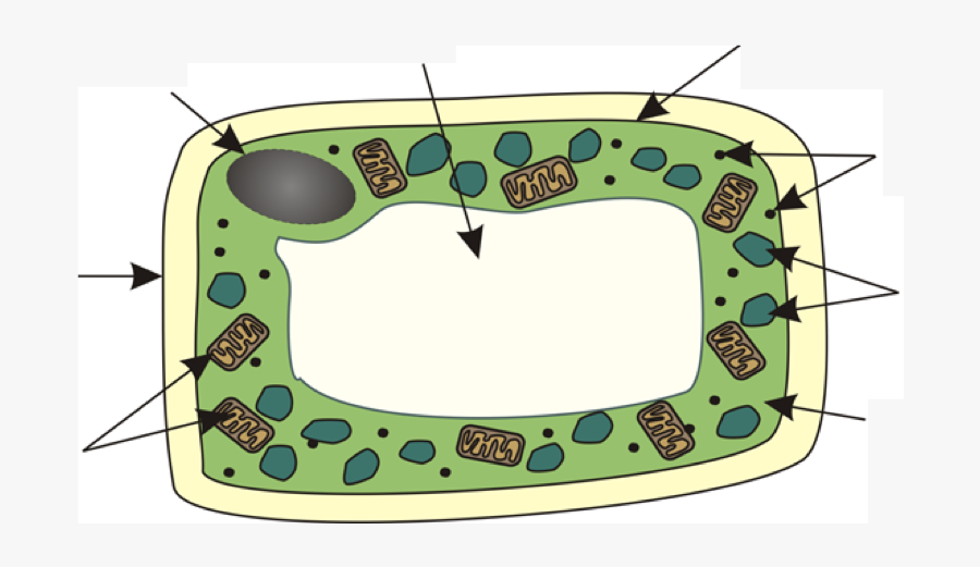 Circle, Transparent Clipart