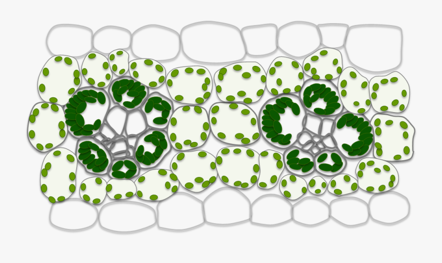 Circle, Transparent Clipart