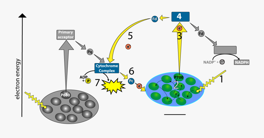 Z Scheme Electron Transport, Transparent Clipart