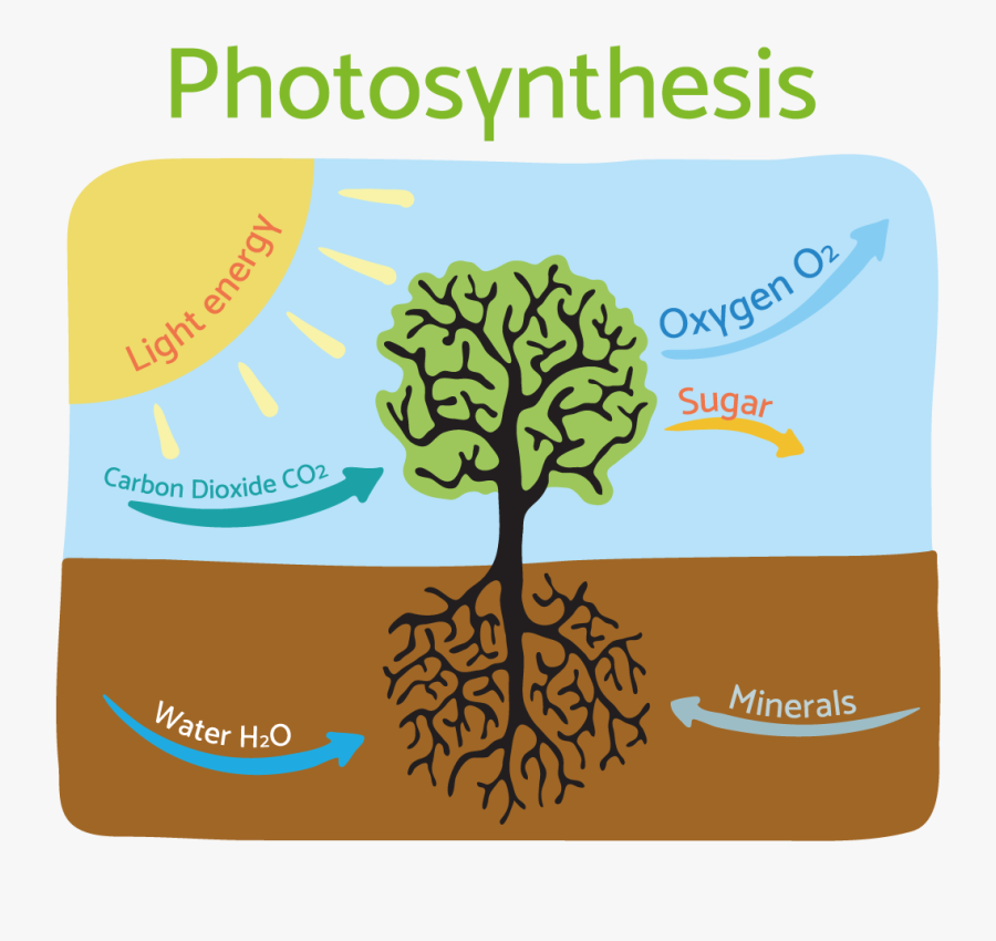 Photosynthesis Diagram, Transparent Clipart