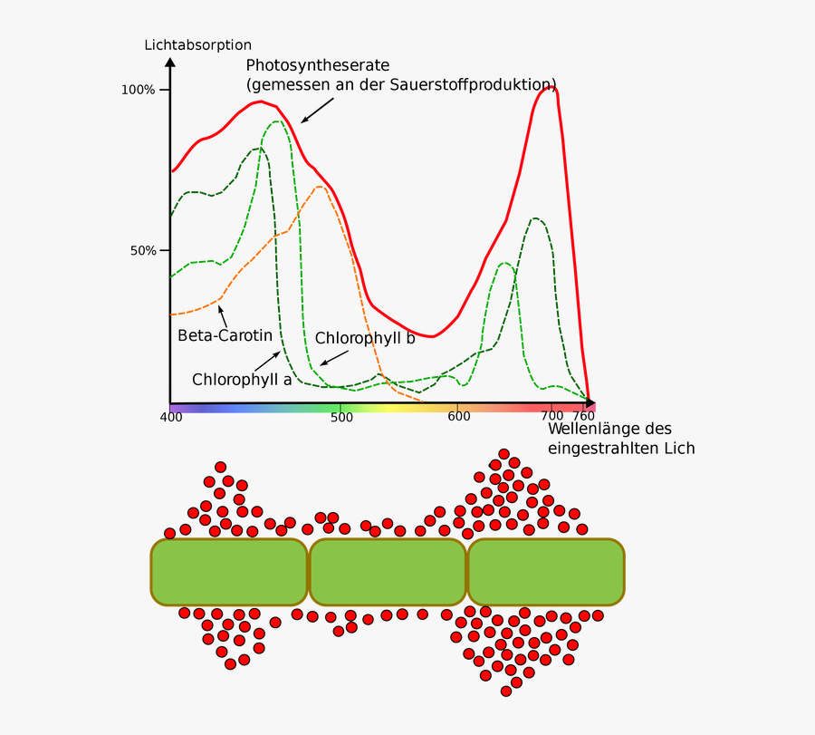 Tw Engelmann Experiment, Transparent Clipart