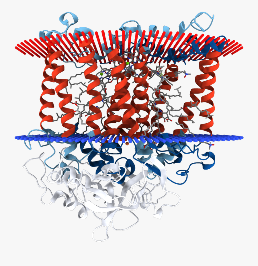 Photosynthetic Reaction Centre, Transparent Clipart