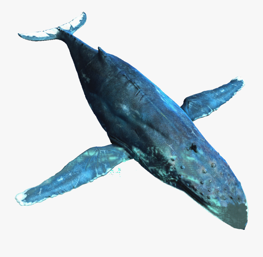 Whales Humpback Whale Portable Network Graphics Image - Transparent Background Whale Png, Transparent Clipart