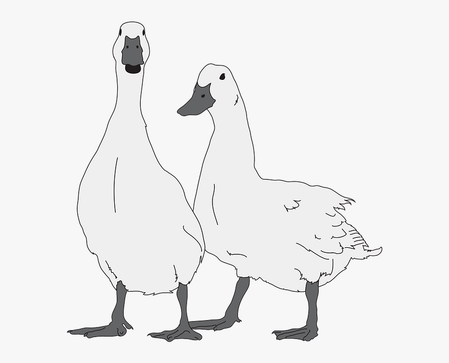 Duck, Transparent Clipart