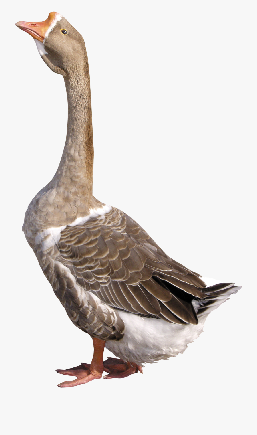 Free Download Of Goose High Quality Png - Gussi Ga Ga Ga, Transparent Clipart
