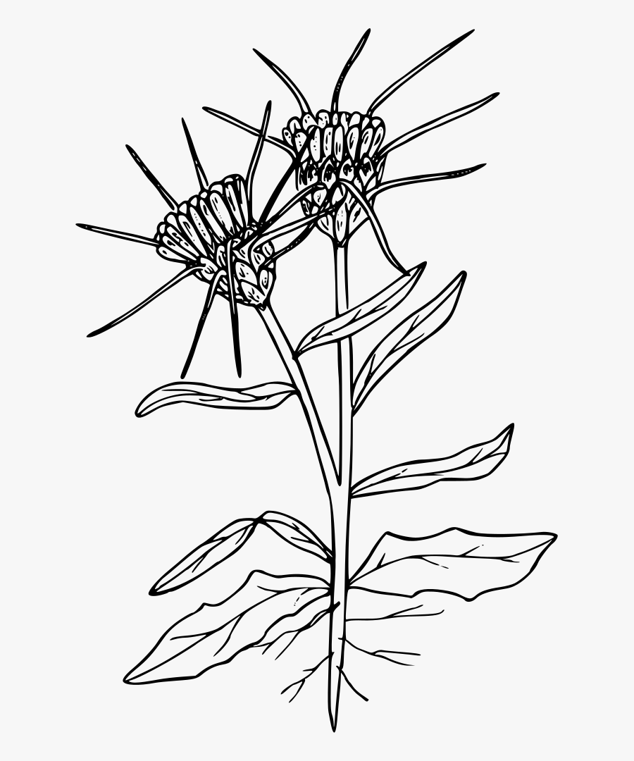 Yellow Star Thistle - Yellow Star Thistle Drawing, Transparent Clipart