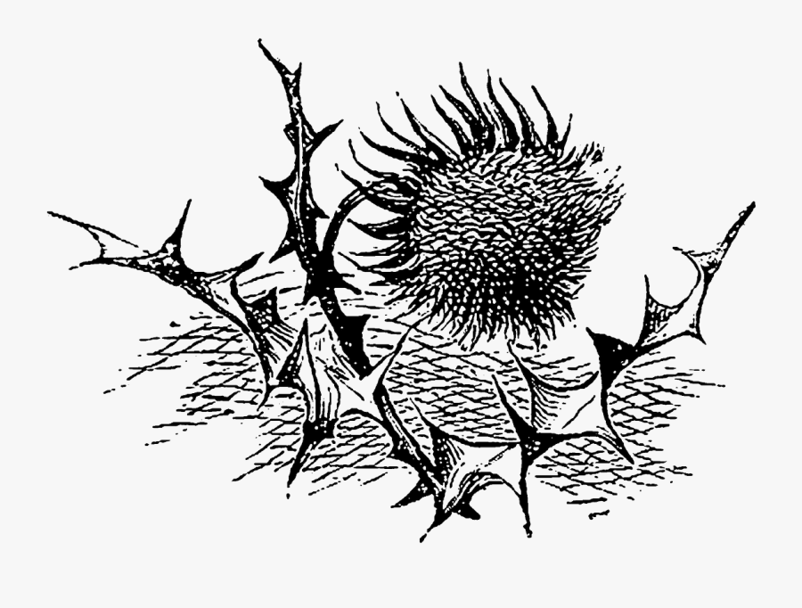 Sketch, Transparent Clipart