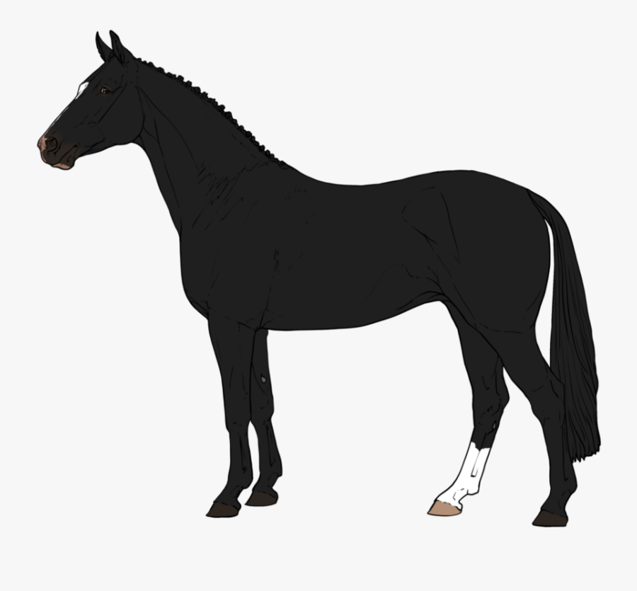 Arabian Horse Percheron American Paint Horse Foal Stallion - Australian Horse Silhouette, Transparent Clipart