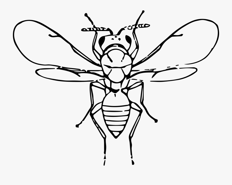 Flu Bug Clip Art - Honeybee, Transparent Clipart