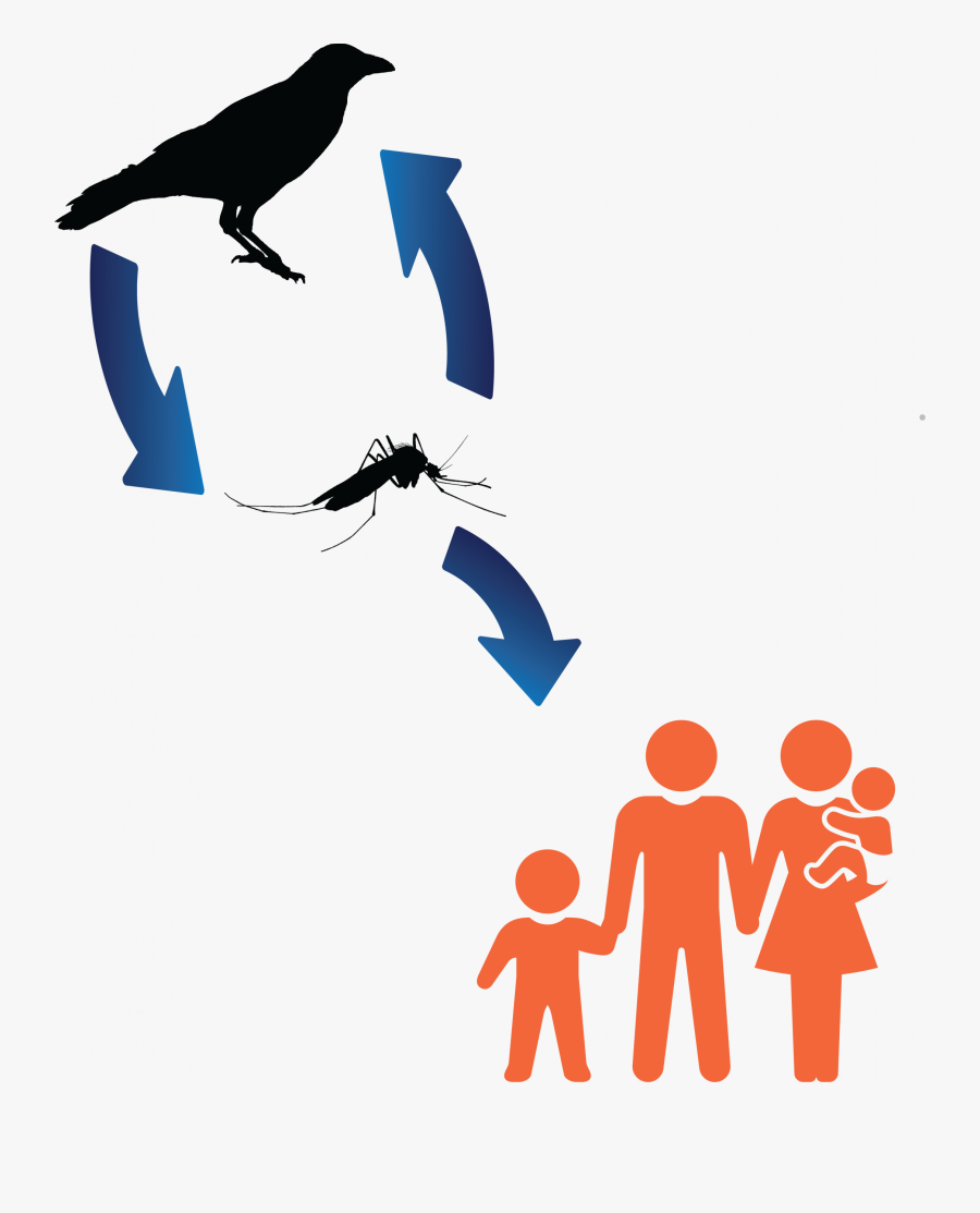 West Nile Virus Transmission Cycle, Transparent Clipart