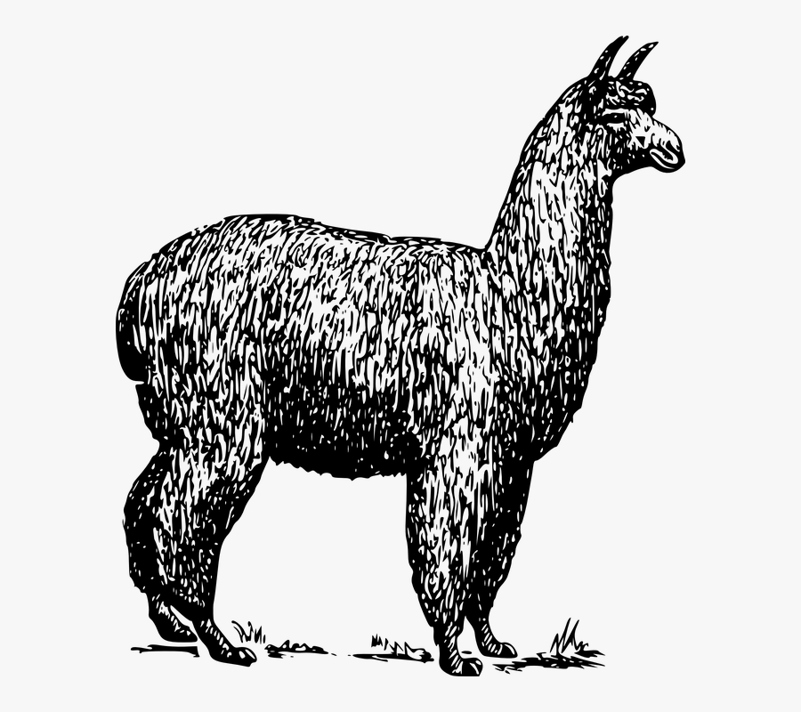 Alpaca Clip Art, Transparent Clipart