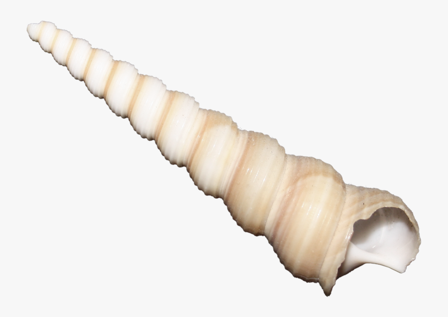 Pinterest Clip Art - Shell, Transparent Clipart