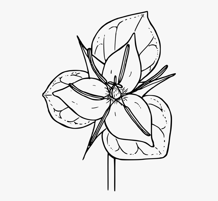 Line Art,plant,flora - Flower Simple Trillium Drawing, Transparent Clipart