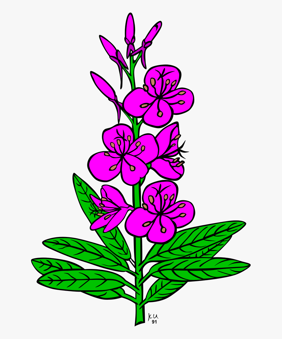 Ku Epilobium Angustifolium - Fireweed Clipart, Transparent Clipart