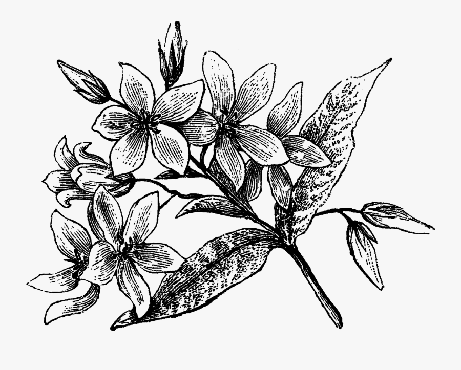 Rosa Glauca, Transparent Clipart