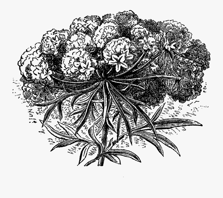 Line Art, Transparent Clipart