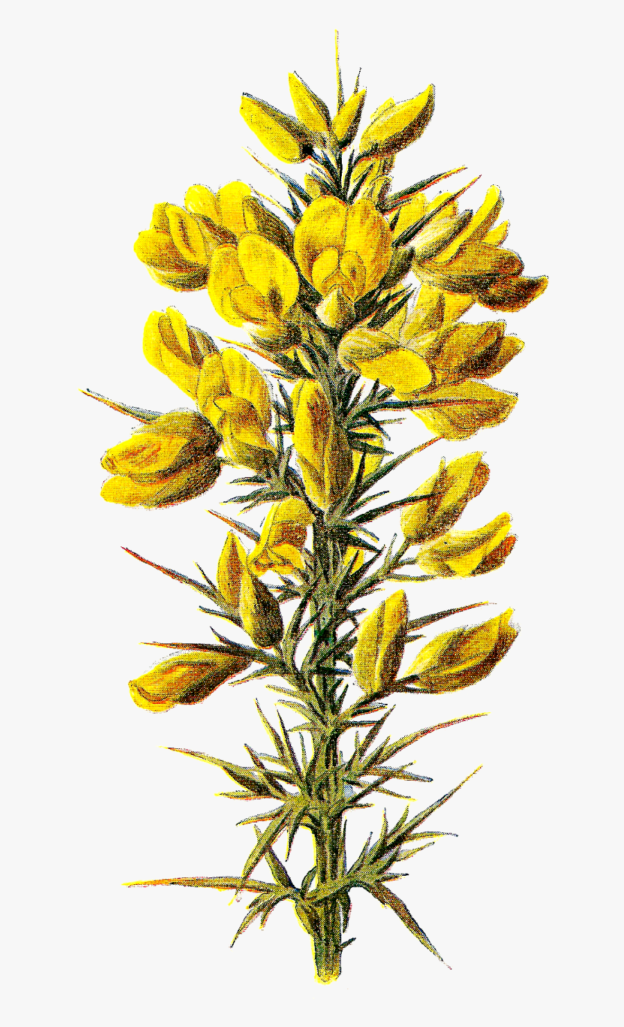 Flower Stock Illustration Wildflower - Ulex Europaeus, Transparent Clipart