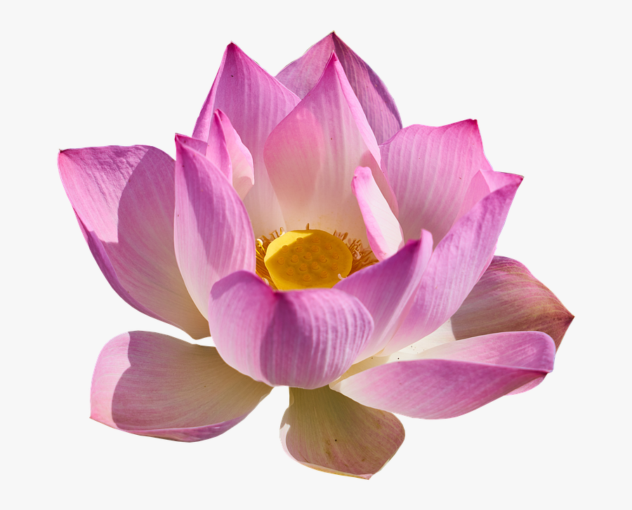 Transparent Free Clipart May Flowers - Sacred Lotus, Transparent Clipart