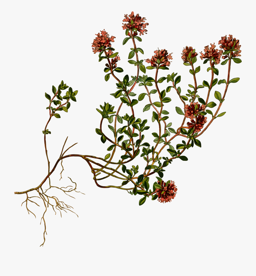 Botanical Print, Transparent Clipart