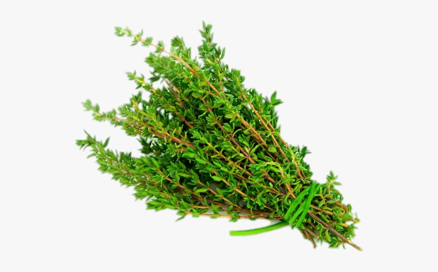 Thyme - Thyme Herb Png, Transparent Clipart