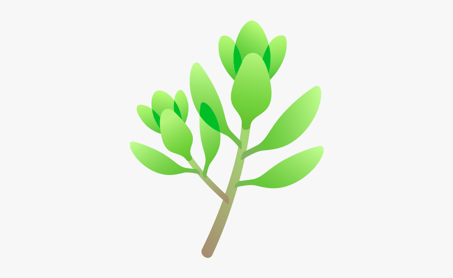 Thyme - Illustration, Transparent Clipart