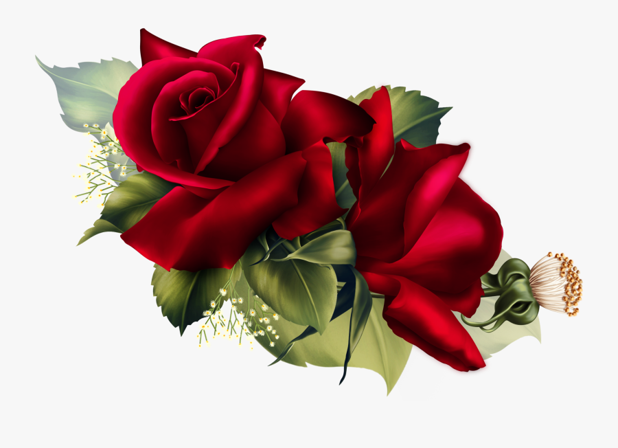 Red Velvet Rose Transparent, Transparent Clipart