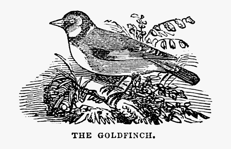 Nest Clipart Vintage Bird - Finch, Transparent Clipart