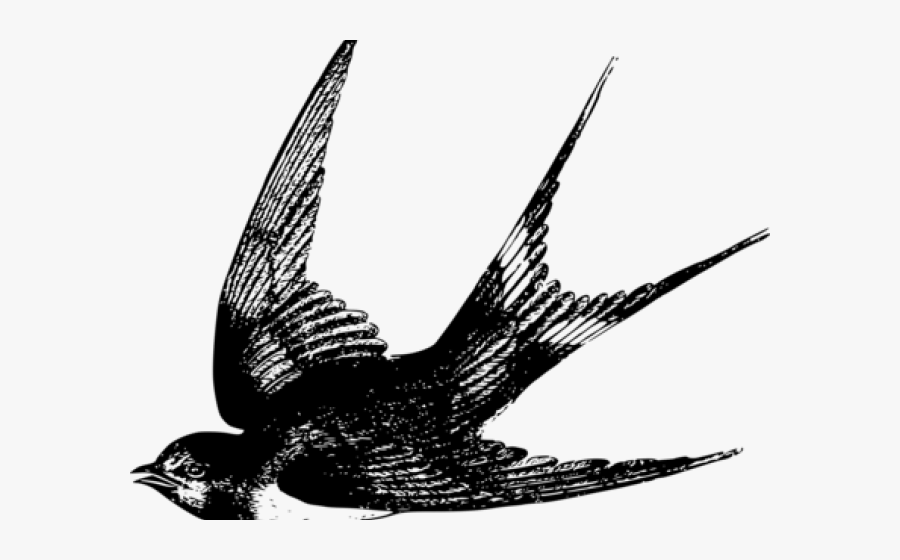 Transparent Free Vintage Clipart - Bird Flying Black And White Drawings, Transparent Clipart