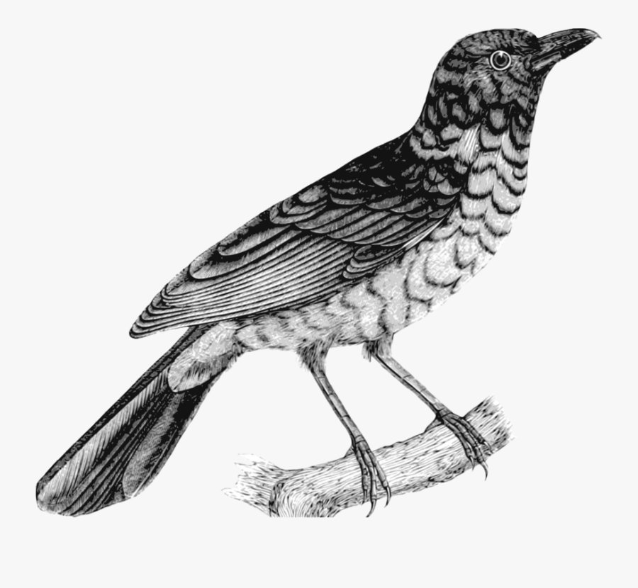 Perching Bird,cuculiformes,hawk - Inspiring Emily Dickinson Quotes, Transparent Clipart