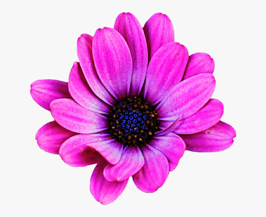 Pink Daisy Clipart Images Gallery For Free Myreal - African Daisy, Transparent Clipart