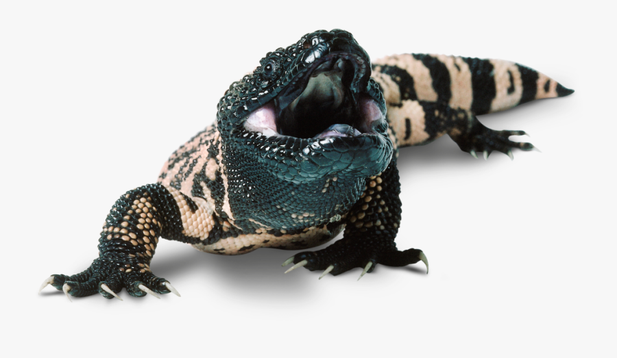Gila Monster Transparent Background, Transparent Clipart
