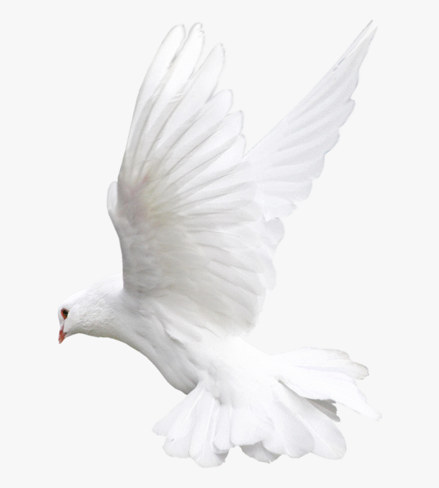 See Here Dove Clip Art Images Free Download - White Bird Transparent Background, Transparent Clipart