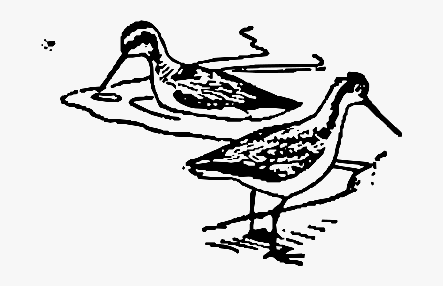 Two Phalarope - Bird, Transparent Clipart