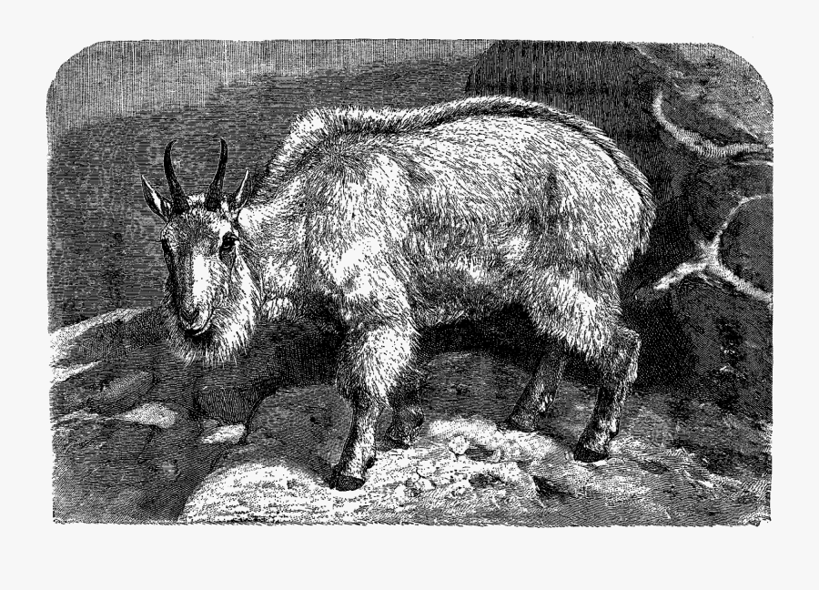 Goat, Transparent Clipart