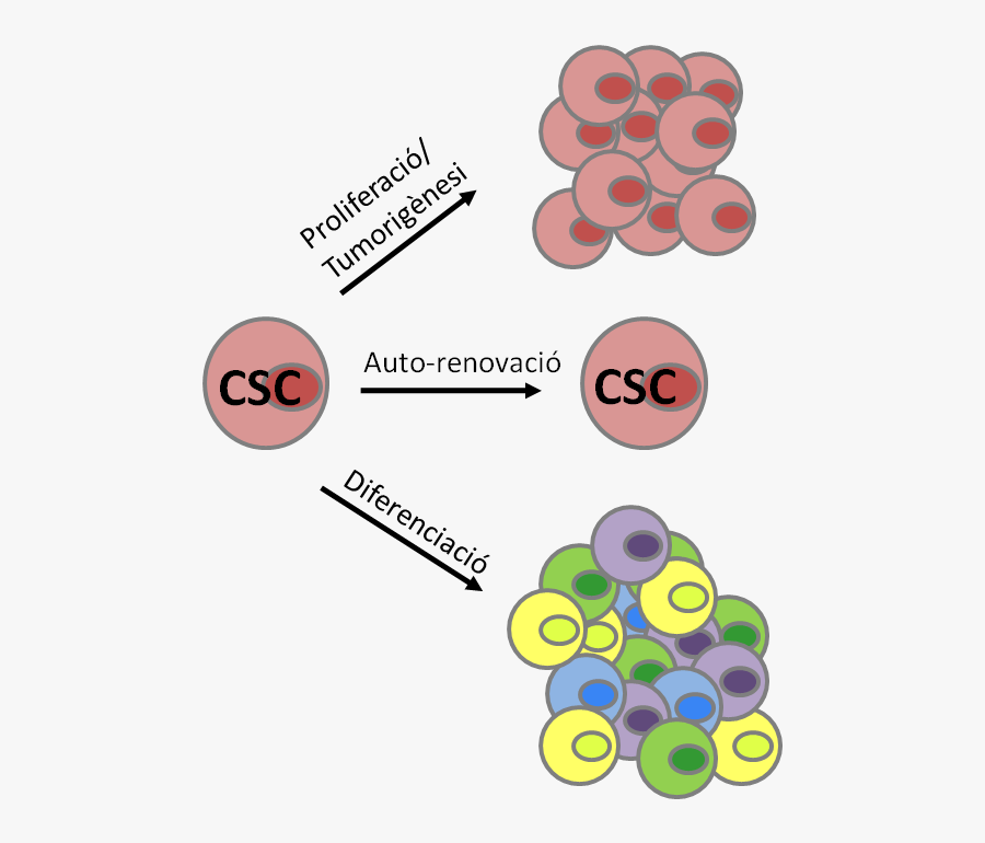 Cancer Stem Cells - Cancer Stem Cells Features, Transparent Clipart
