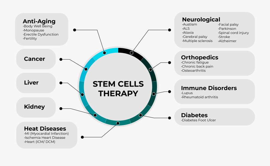Medical Benefits Of Stem Cells, Transparent Clipart