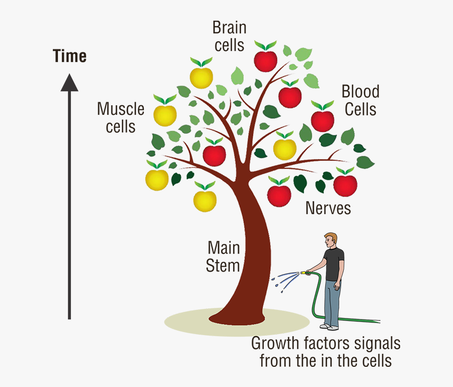 Stem Cells - Set Of Apple Trees In The Seasons, Transparent Clipart